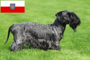 Lee más sobre el artículo Criador de Terrier Checo y cachorros en Turingia