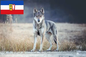 Lee más sobre el artículo Criador de Perros Lobo Checoslovacos y Cachorros en Schleswig-Holstein