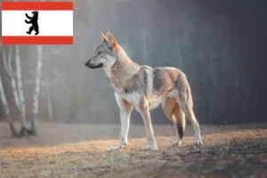 Lee más sobre el artículo Criador de Wolfhound checoslovaco y cachorros en Berlín