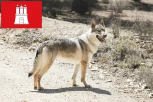 Lee más sobre el artículo Criador de perros lobo checoslovacos y cachorros en Hamburgo