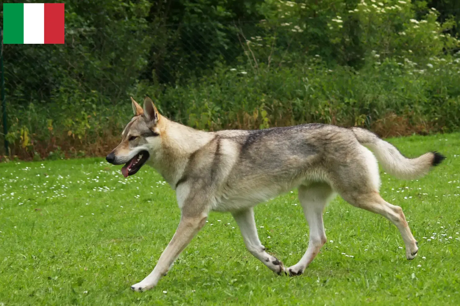 Lee más sobre el artículo Criadores de perros lobo checoslovacos y cachorros en Italia