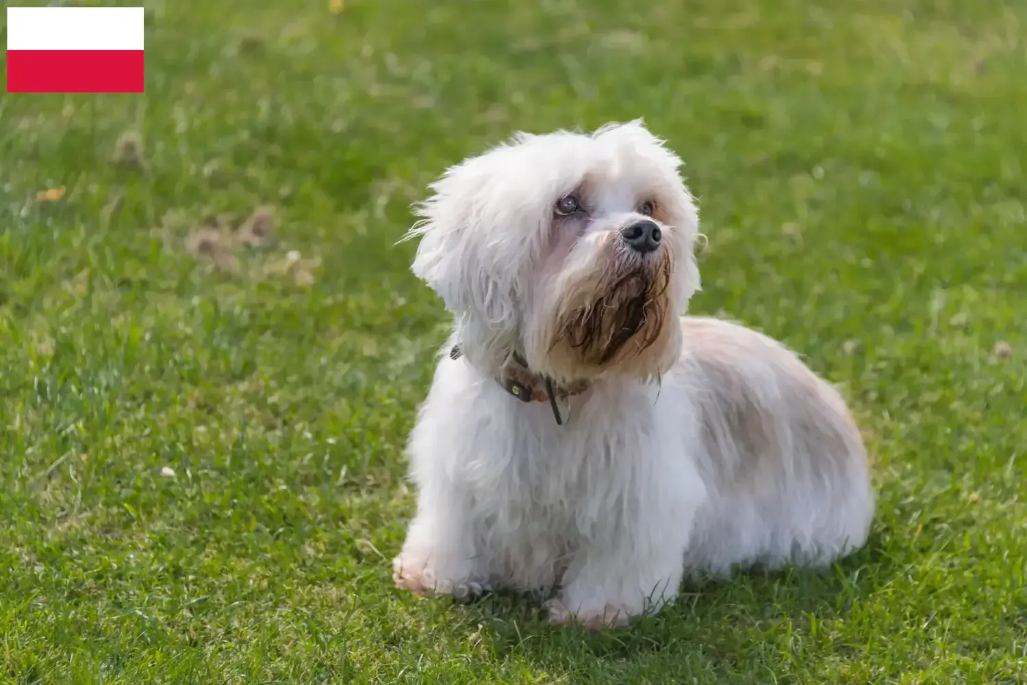 Lee más sobre el artículo Dandie Dinmont Terrier criadores y cachorros en Polonia