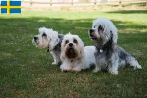 Lee más sobre el artículo Dandie Dinmont Terrier criadores y cachorros en Suecia