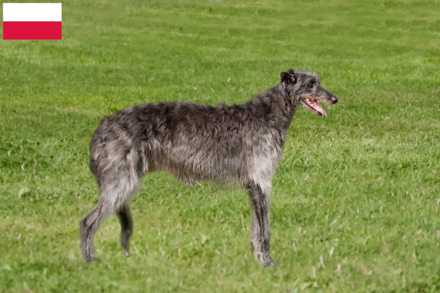 Lee más sobre el artículo Criadores de Deerhound y cachorros en Polonia