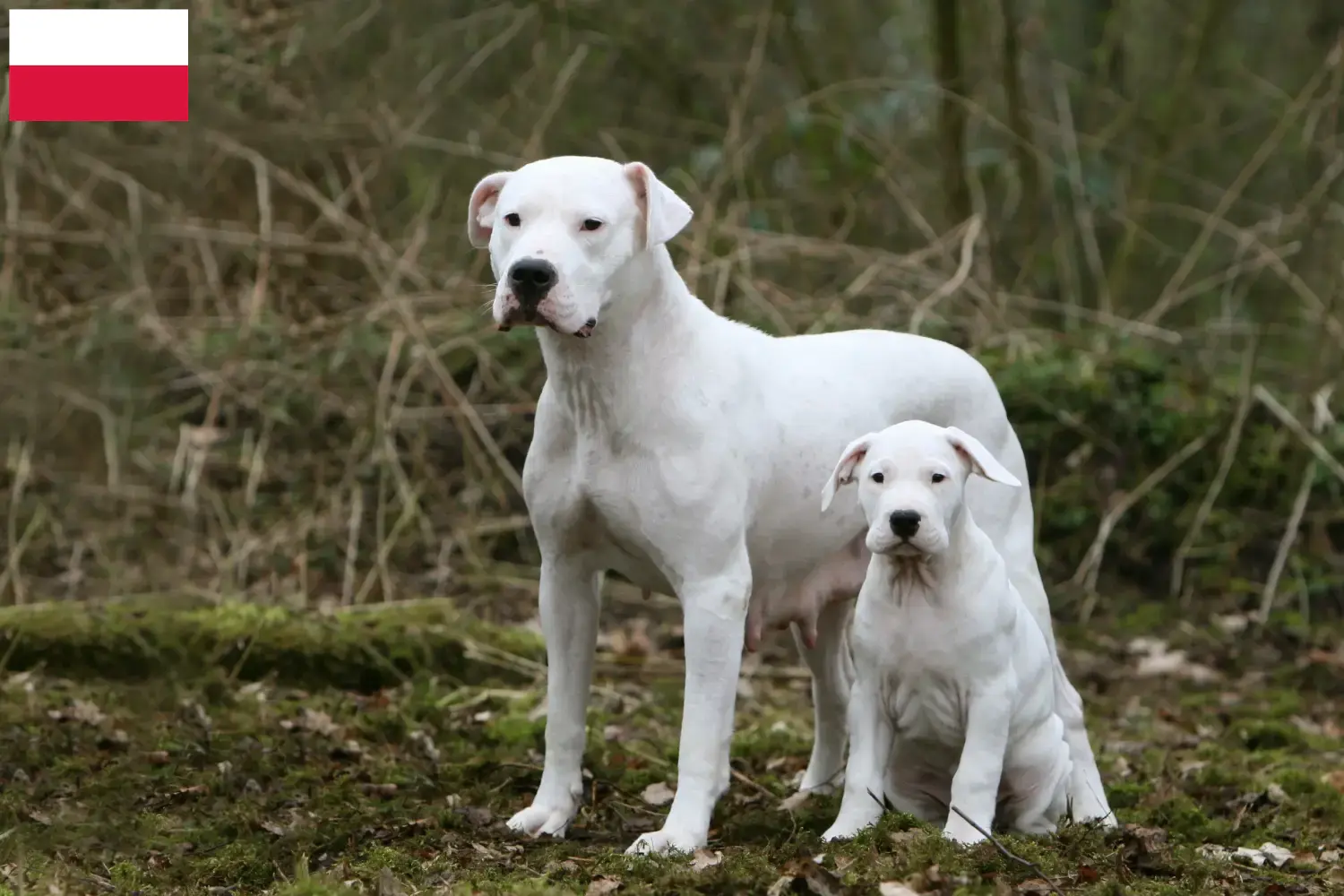 Lee más sobre el artículo Criadores de Dogo Argentino y cachorros en Polonia