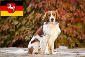 Lee más sobre el artículo Criadores de Kooikerhondje holandés y cachorros en Baja Sajonia