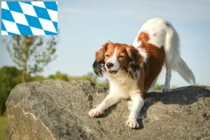 Lee más sobre el artículo Criadores de Kooikerhondje holandés y cachorros en Baviera