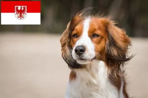 Lee más sobre el artículo Criadores de Kooikerhondje holandés y cachorros en Brandenburgo