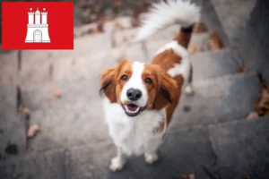 Lee más sobre el artículo Criadores de Kooikerhondje holandés y cachorros en Hamburgo