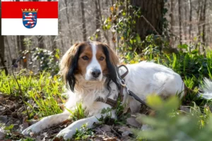 Lee más sobre el artículo Criadores de Kooikerhondje holandés y cachorros en Hessen