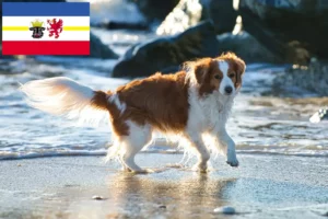 Lee más sobre el artículo Criadores de Kooikerhondje holandés y cachorros en Mecklemburgo-Pomerania Occidental