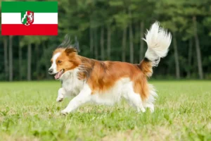 Lee más sobre el artículo Criadores de Kooikerhondje holandés y cachorros en Renania del Norte-Westfalia