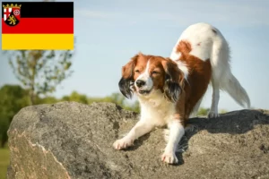 Lee más sobre el artículo Criadores de Kooikerhondje holandés y cachorros en Renania-Palatinado