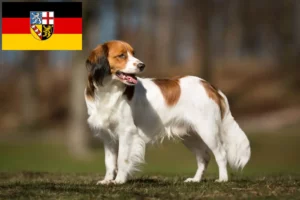 Lee más sobre el artículo Criadores de Kooikerhondje holandés y cachorros en Sarre