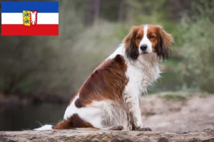 Lee más sobre el artículo Criadores de Kooikerhondje holandés y cachorros en Schleswig-Holstein