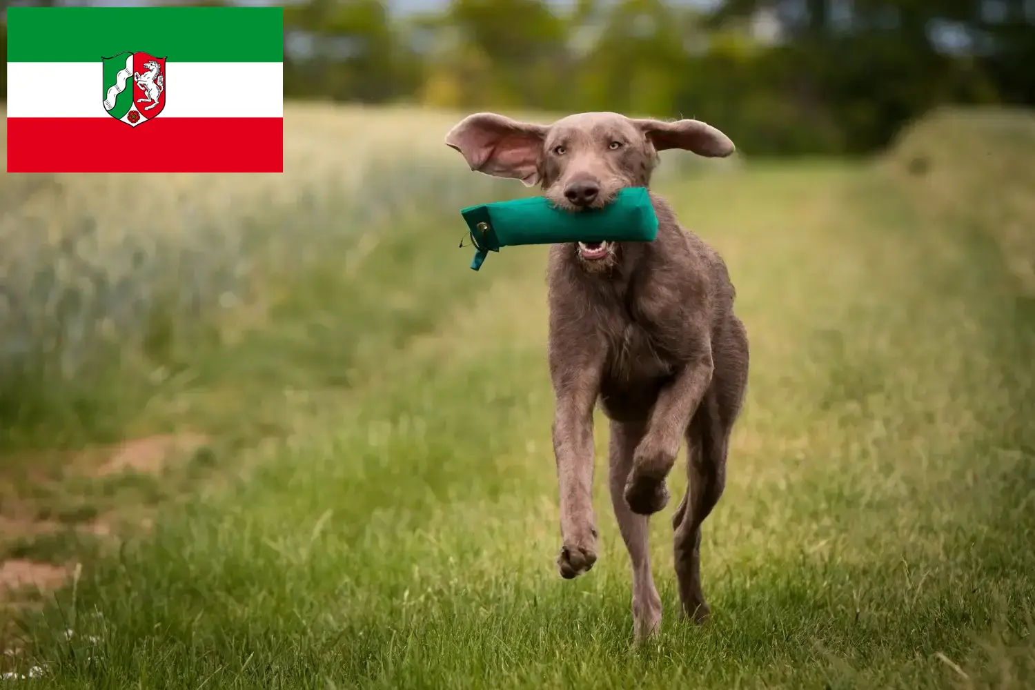 Lee más sobre el artículo Criadores y cachorros de Slovakian Rough Beard en Renania del Norte-Westfalia