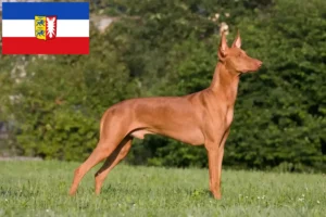 Lee más sobre el artículo Criadores de perros Faraón y cachorros en Schleswig-Holstein