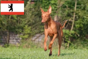 Lee más sobre el artículo Faraón criador de perros y cachorros en Berlín