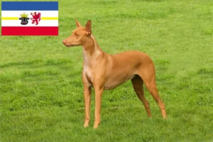 Lee más sobre el artículo Criadores de perros Faraón y cachorros en Mecklemburgo-Pomerania Occidental