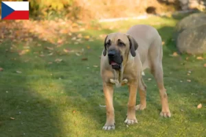 Lee más sobre el artículo Criadores y cachorros de Fila Brasileiro en la República Checa