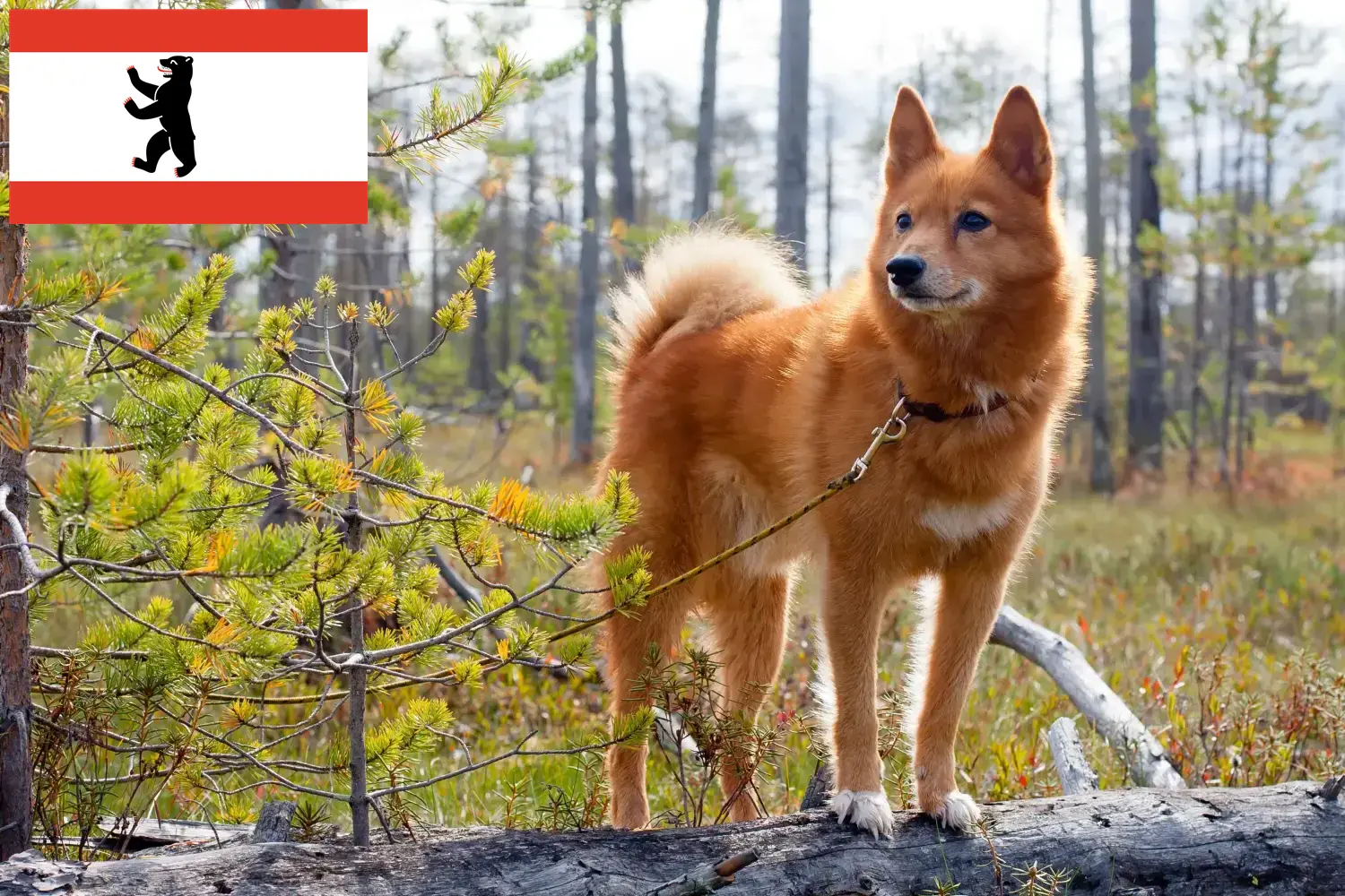 Lee más sobre el artículo Criadores de Finnenspitz y cachorros en Berlín