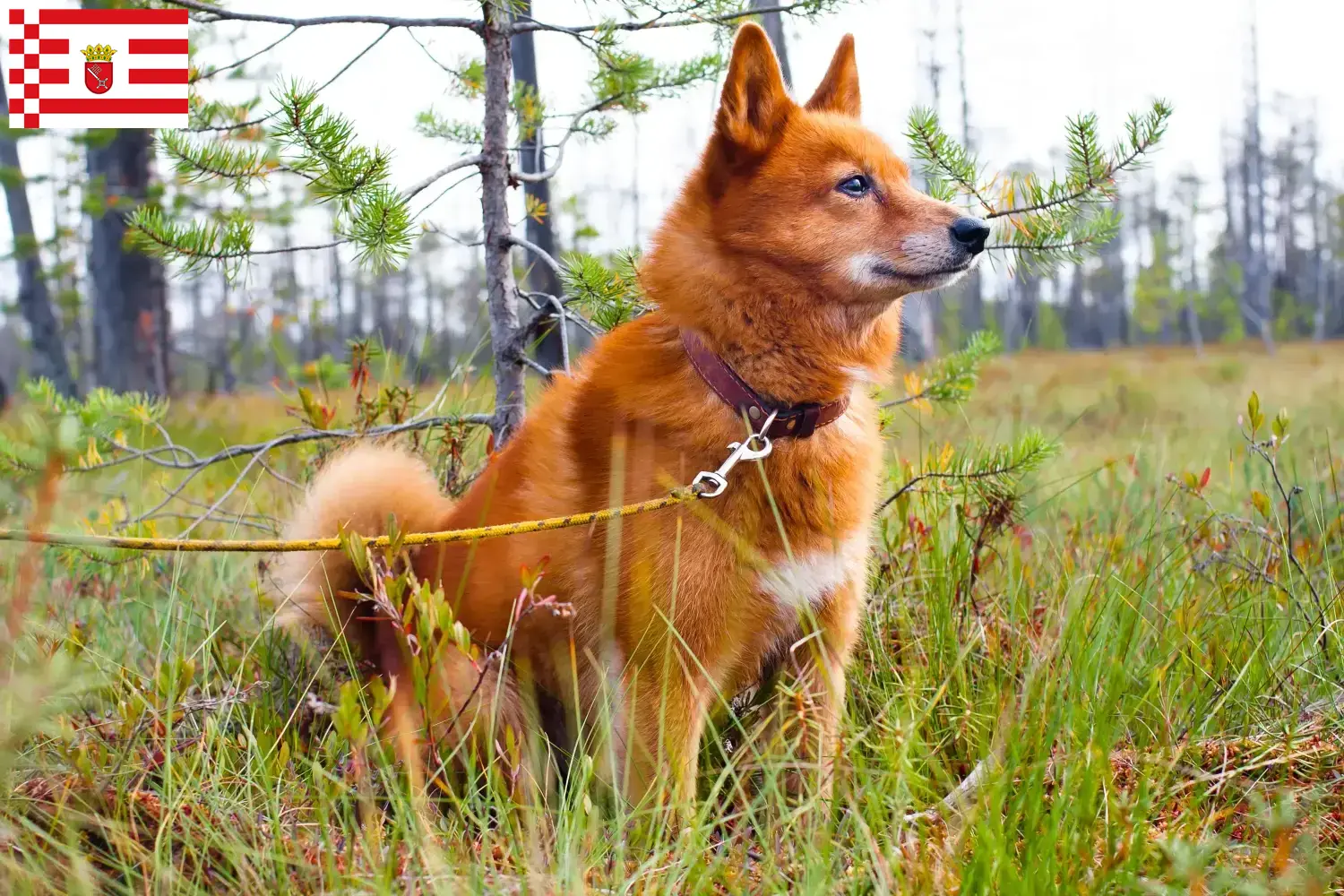 Lee más sobre el artículo Criador de Finnenspitz y cachorros en Bremen