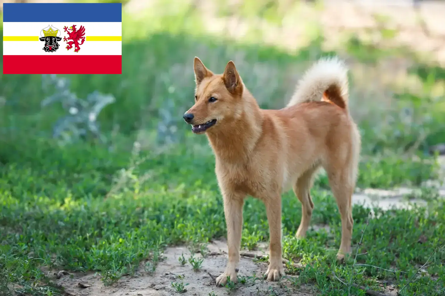 Lee más sobre el artículo Criadores de Finnenspitz y cachorros en Mecklemburgo-Pomerania Occidental