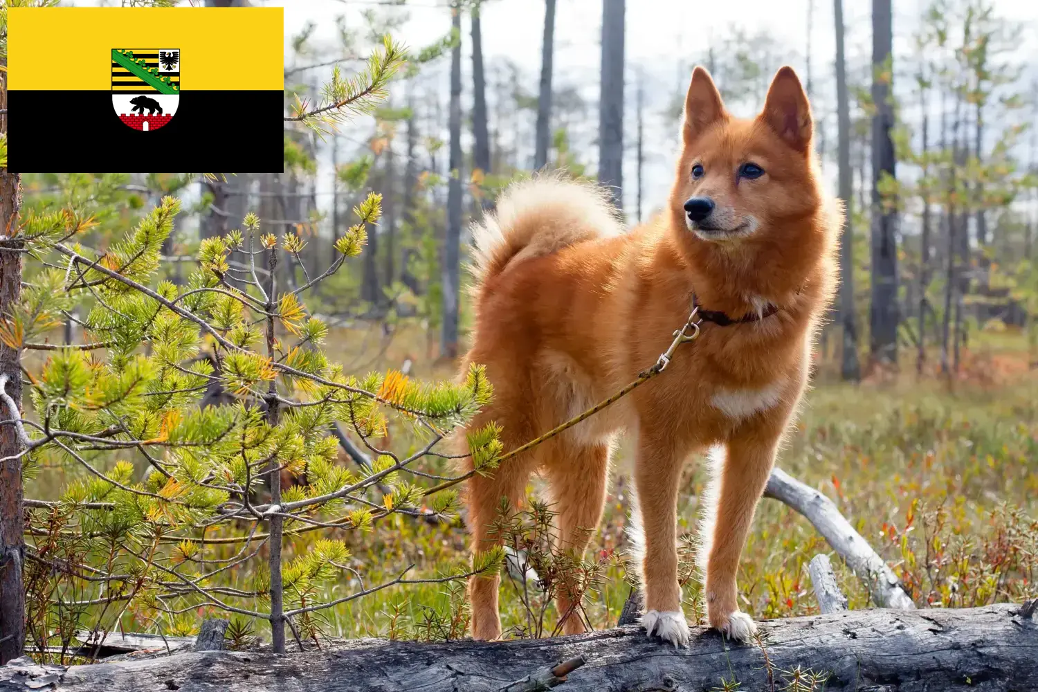 Lee más sobre el artículo Criadores y cachorros de Finnenspitz en Sajonia-Anhalt