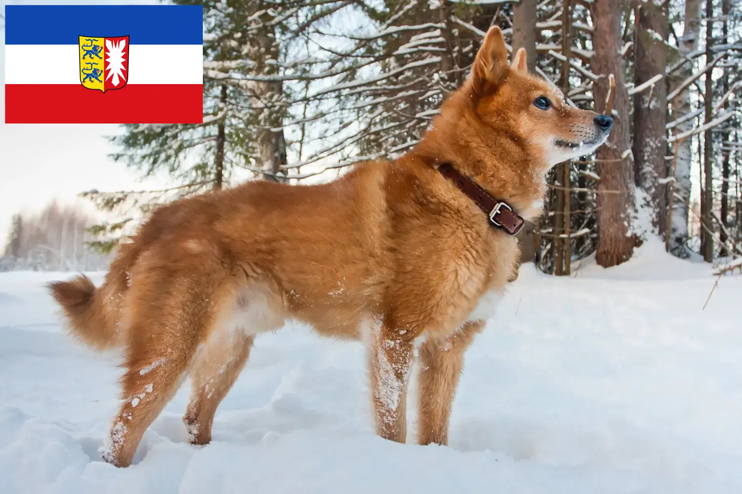 Lee más sobre el artículo Criadores de Finnenspitz y cachorros en Schleswig-Holstein