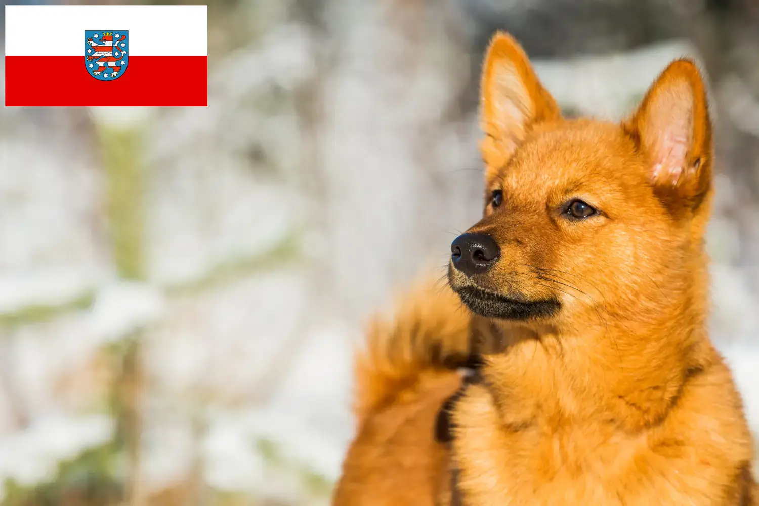 Lee más sobre el artículo Criadores de Finnenspitz y cachorros en Turingia