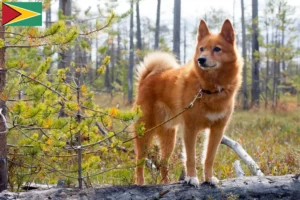 Lee más sobre el artículo Criadores de Finspitz y cachorros en Guyana