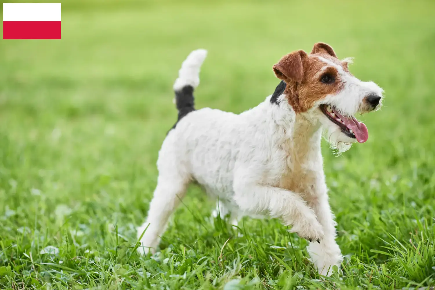 Lee más sobre el artículo Criadores y cachorros de Fox Terrier en Polonia