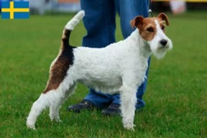 Lee más sobre el artículo Criadores y cachorros de Fox Terrier en Suecia