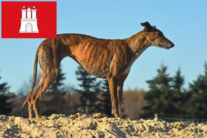 Lee más sobre el artículo Galgo Español criadores y cachorros en Hamburgo