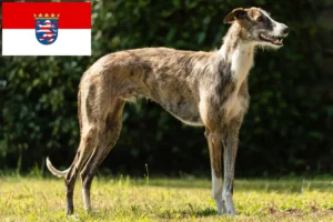 Lee más sobre el artículo Galgo Español criadores y cachorros en Hessen