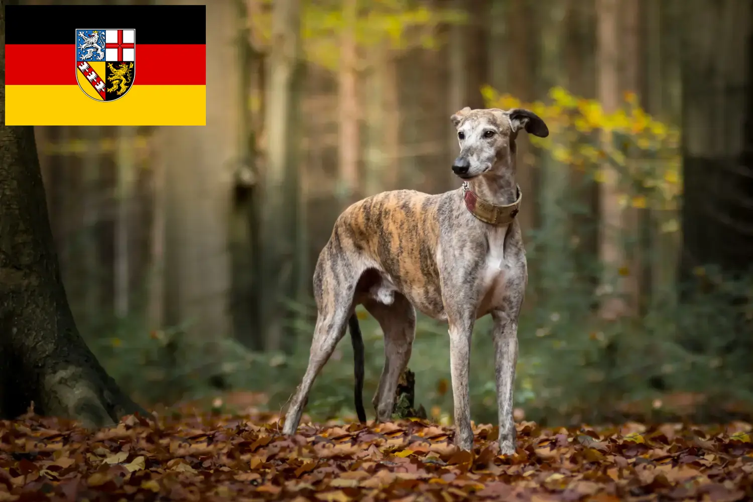 Lee más sobre el artículo Galgo Español criadores y cachorros en Saarland