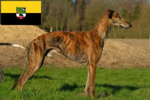 Lee más sobre el artículo Criadores de Galgo Español y cachorros en Sajonia-Anhalt