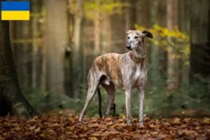 Lee más sobre el artículo Galgo Español criadores y cachorros en Ucrania