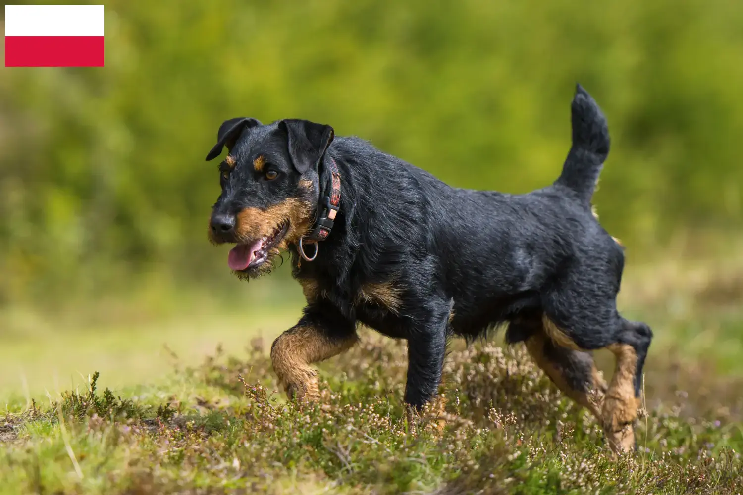 Lee más sobre el artículo Criador de Terrier Alemán de Caza y Cachorros en Polonia