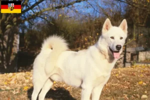 Lee más sobre el artículo Criadores de perros y cachorros de Groenlandia en Sarre