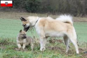 Lee más sobre el artículo Criadores de perros y cachorros de Groenlandia en Turingia