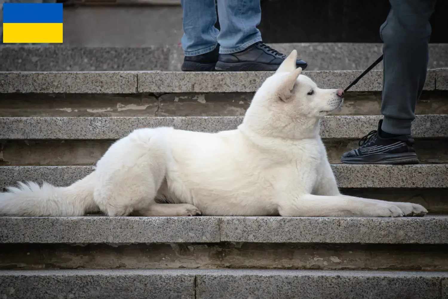 Lee más sobre el artículo Criadores y cachorros de Hokkaido en Ucrania