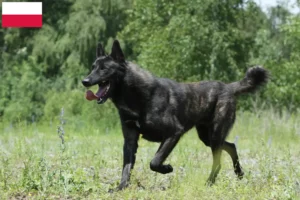 Lee más sobre el artículo Hollandse Herdershond criadores y cachorros en Polonia