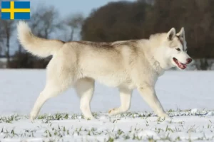 Lee más sobre el artículo Criadores de huskys y cachorros en Suecia