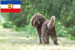 Lee más sobre el artículo Criadores de Barbet y cachorros en Schleswig-Holstein