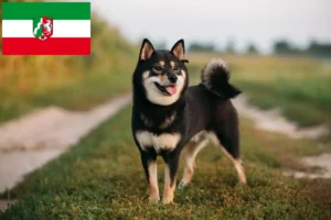 Lee más sobre el artículo Criadores de Shiba y cachorros en Renania del Norte-Westfalia