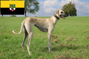 Lee más sobre el artículo Criadores de Sloughi y cachorros en Sajonia-Anhalt