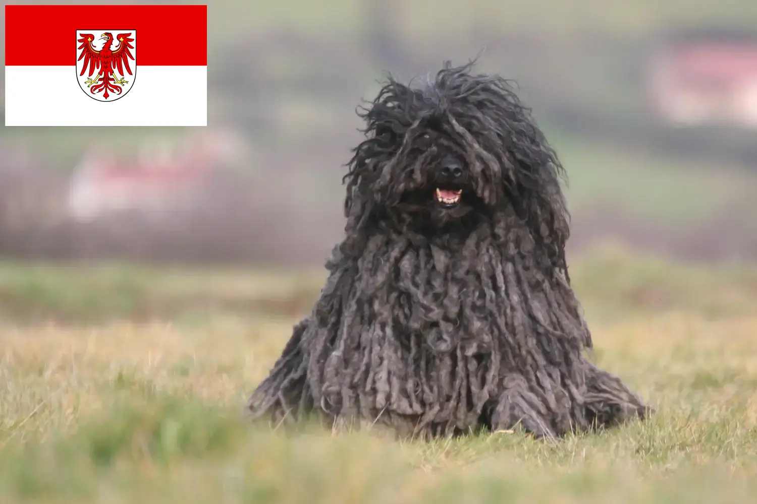 Lee más sobre el artículo Criadores de Puli y cachorros en Brandenburgo