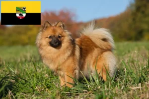 Lee más sobre el artículo Criadores de Spitz y cachorros en Sajonia-Anhalt