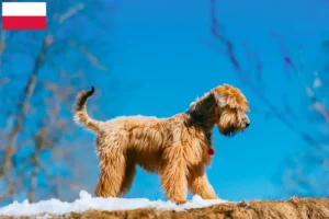 Lee más sobre el artículo Criadores de Irish Soft Coated Wheaten Terrier y cachorros en Polonia